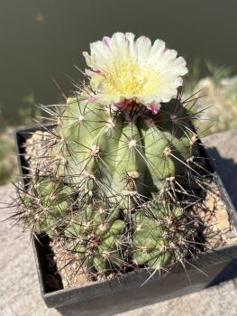 Preview: Copiapoa grandiflora